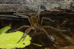 Image of Fishing Spiders