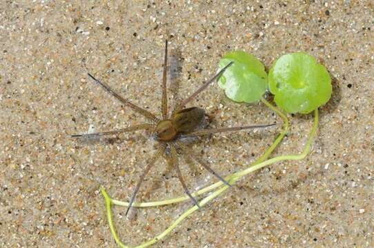 Image of Fishing Spiders