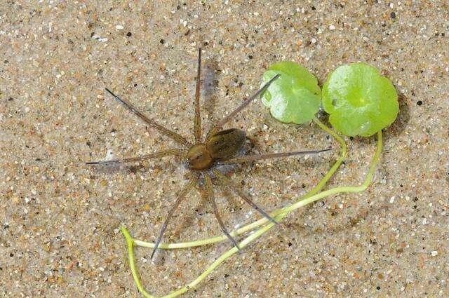 Plancia ëd Dolomedes