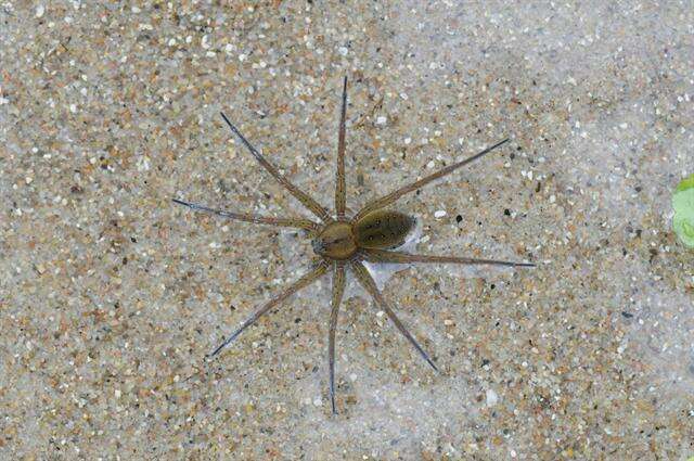 Plancia ëd Dolomedes