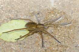 Image of Fishing Spiders