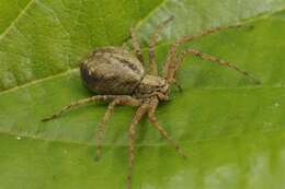 Image of Philodromus