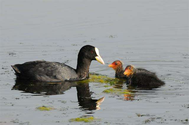 Imagem de Fulica Linnaeus 1758