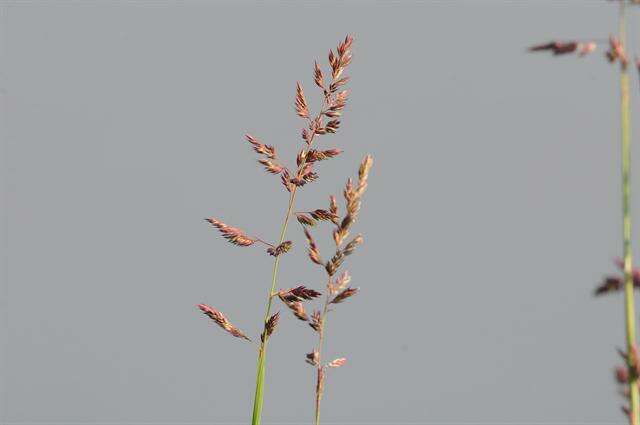 Image of canarygrass
