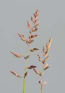 Image of canarygrass