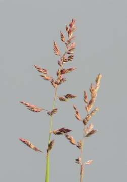 Image of canarygrass