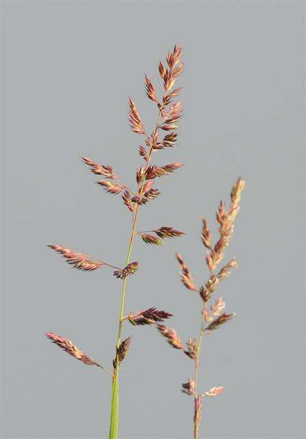 Image of canarygrass