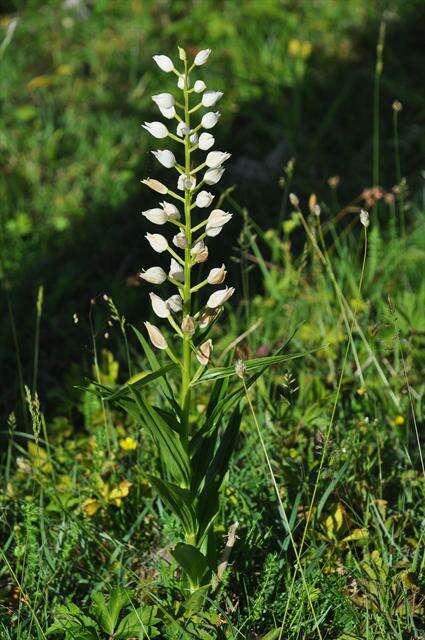 Image of cephalanthera