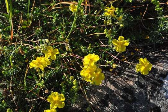 Image of Helianthemum nummularium subsp. nummularium