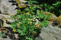 Image of celandine