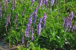 Imagem de Vicia tenuifolia Roth