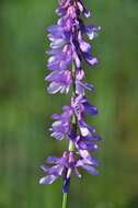 Image of Fine-leaf vetch