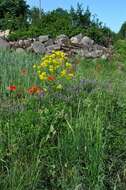 Image of wartycabbage