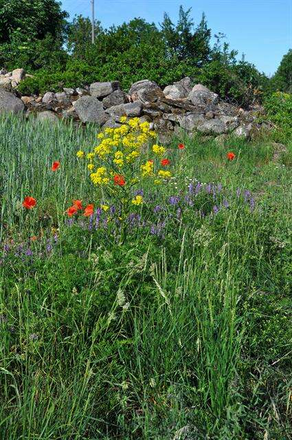 Image de Bunias