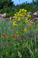 Image of wartycabbage