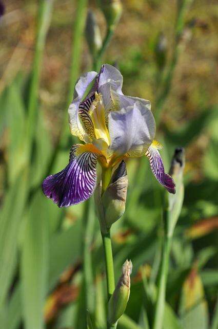 Plancia ëd Iris germanica L.