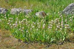 Image of German iris