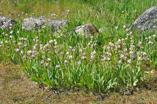 Plancia ëd Iris germanica L.