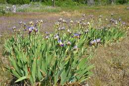 Image of German iris