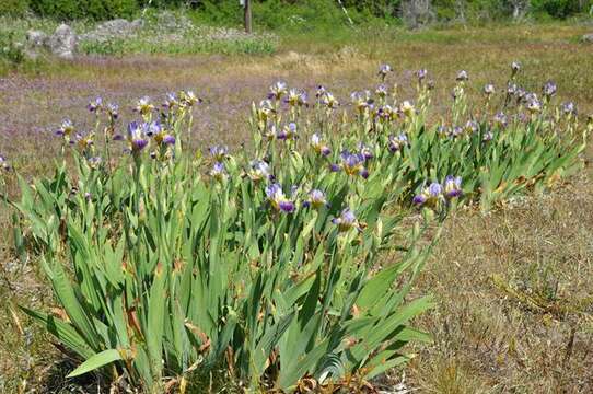 Image of German iris