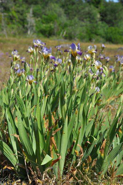 Image of German iris