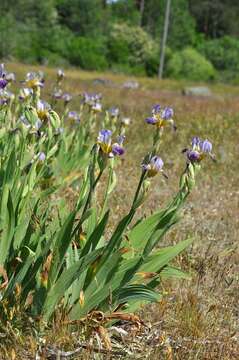 Image of German iris