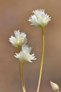 Image of Onions