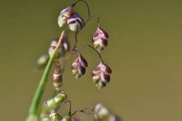 Image of Quaking Grasses