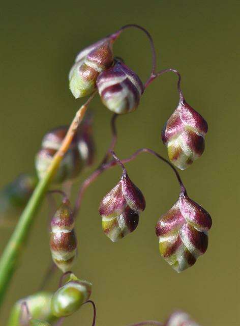 Image of Quaking Grasses