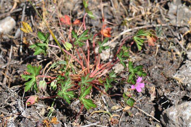 Plancia ëd Geranium columbinum L.