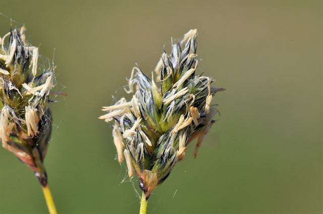 Image of Moor Grasses