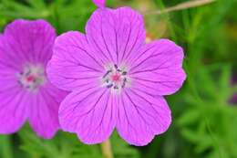 Image of geranium