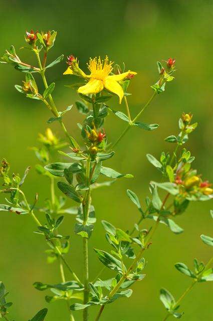 Image of St John's-wort