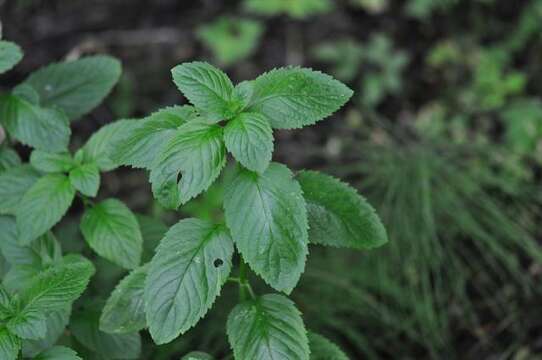 Image of Horse Mint