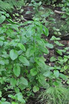 Imagem de Mentha longifolia (L.) Huds.