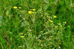 Image of silver cinquefoil