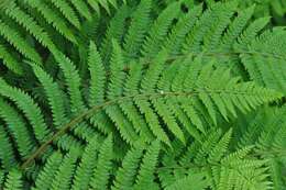 Image of hollyfern