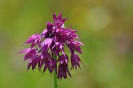 Image of Allium cyathophorum Bureau & Franch.