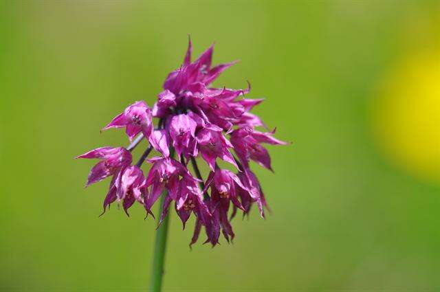 Allium cyathophorum Bureau & Franch. resmi