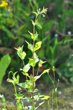 Image of willowherb