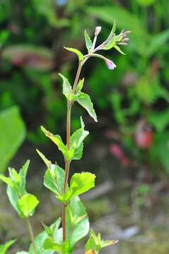 Image of willowherb