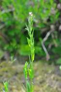 Image of dwarf willowherb