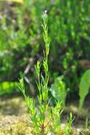 Image of dwarf willowherb