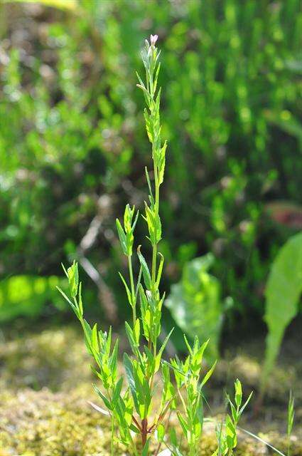 Image of dwarf willowherb