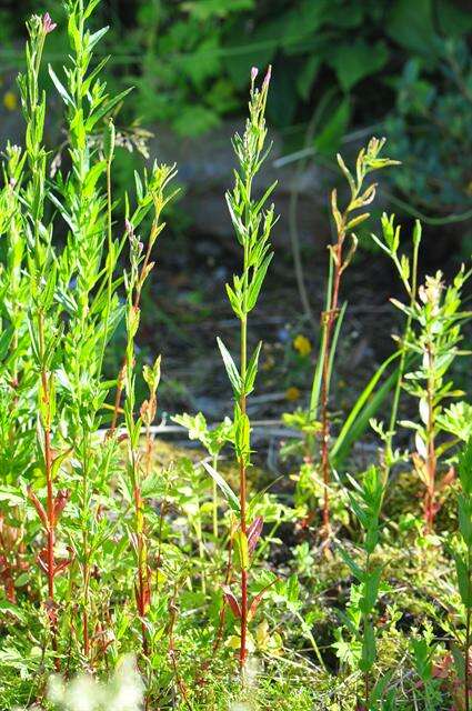 Image of dwarf willowherb