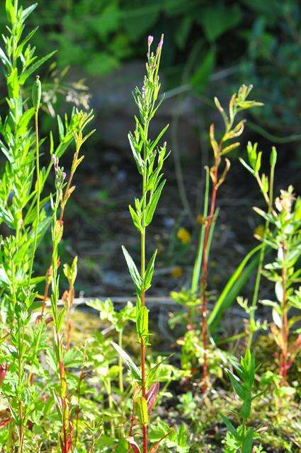 Image of dwarf willowherb