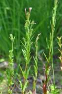 Image of dwarf willowherb