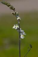 Image of pale toadflax