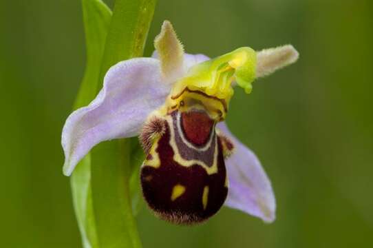 Image of Bee orchid