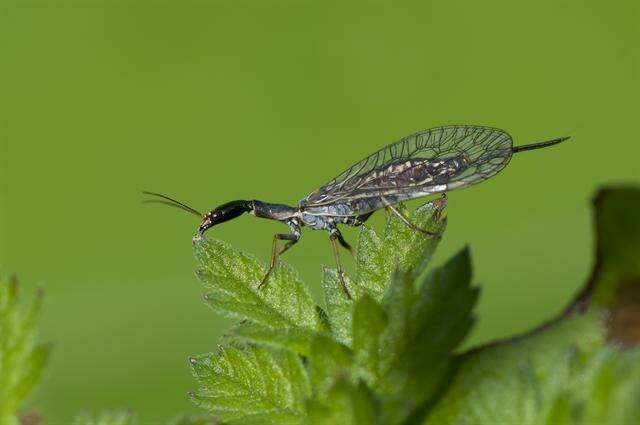 Image of snakeflies